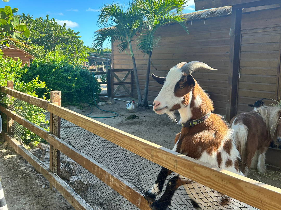 Sea It Clear Tours-North Sound必去景点