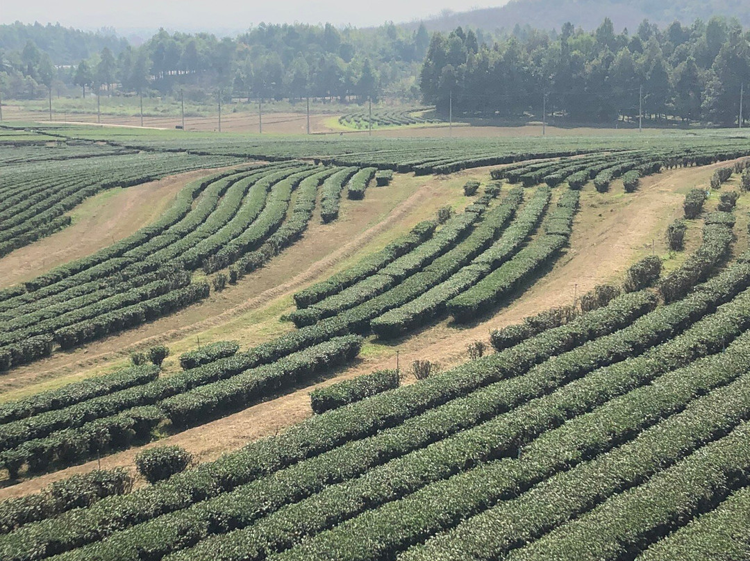 Boon Rawd Farm (Singha Park)-清莱必去景点
