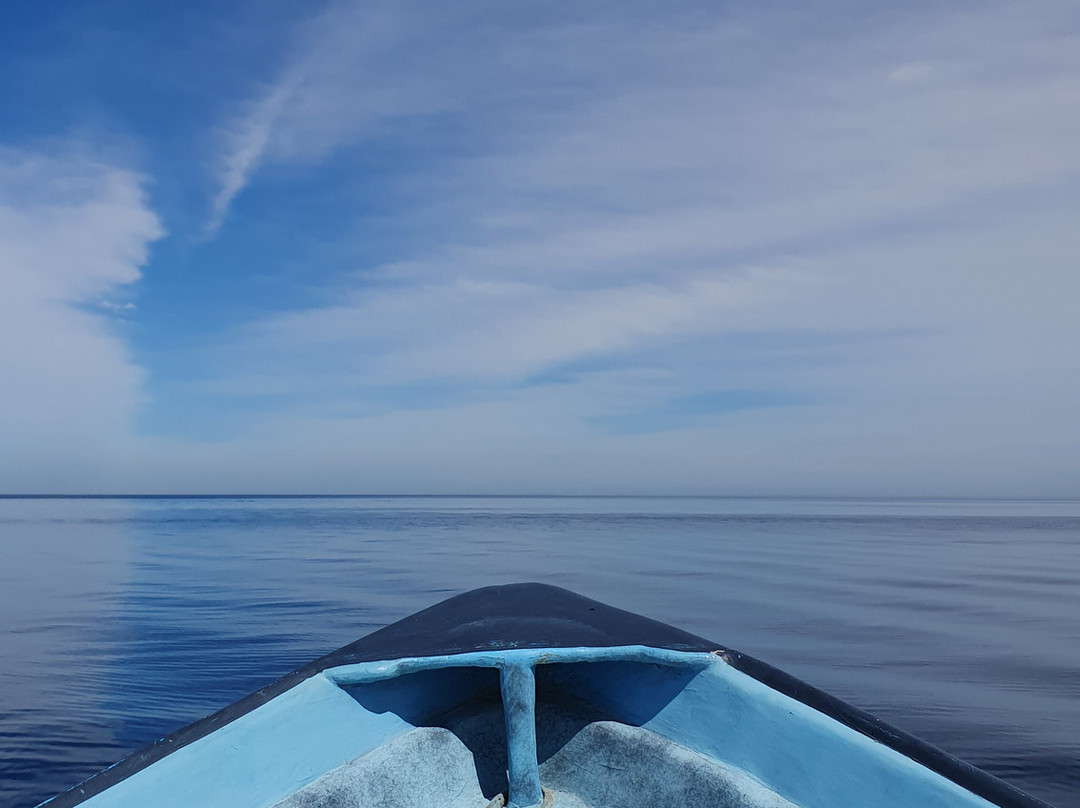 Friendly Whale Tours景点图片