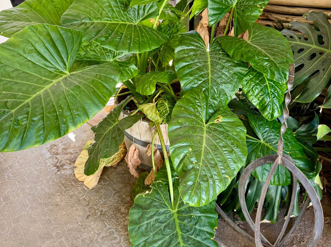 Hotel El Milagro主图