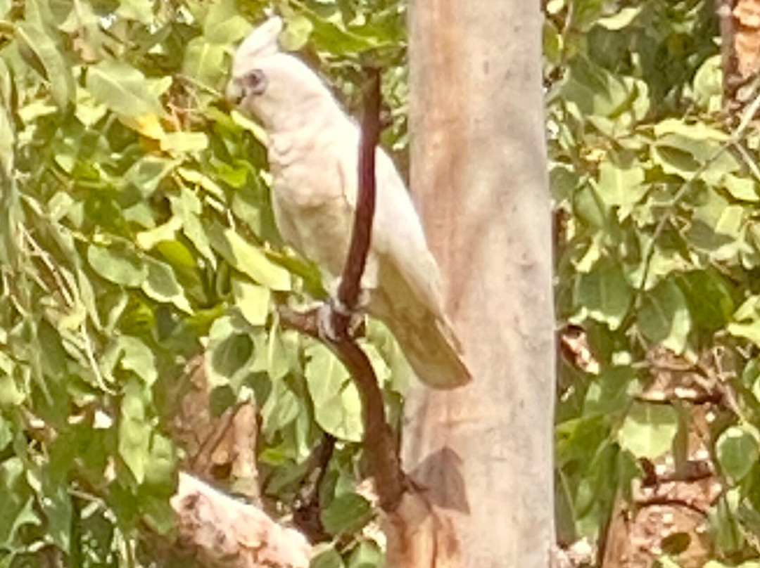 Litchfield National Park-达尔文市必去景点