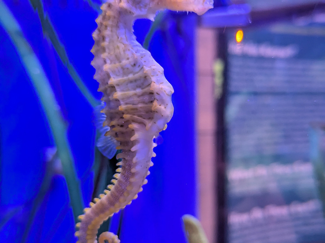 Mertailor's Mermaid Aquarium Encounter-Lecanto必去景点