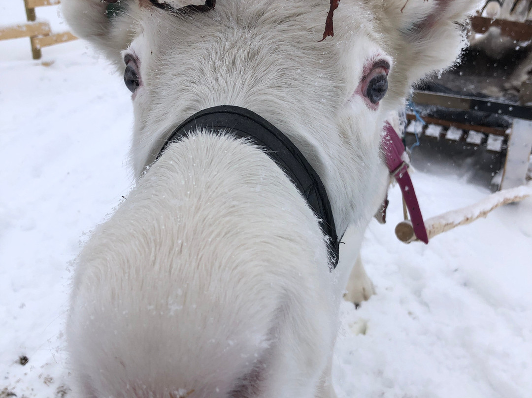 Nivunki Village-Muonio必去景点