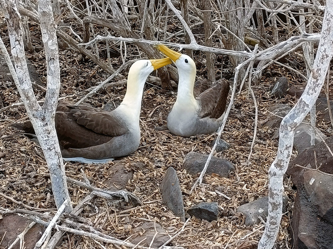 Punta Suarez-Espanola必去景点