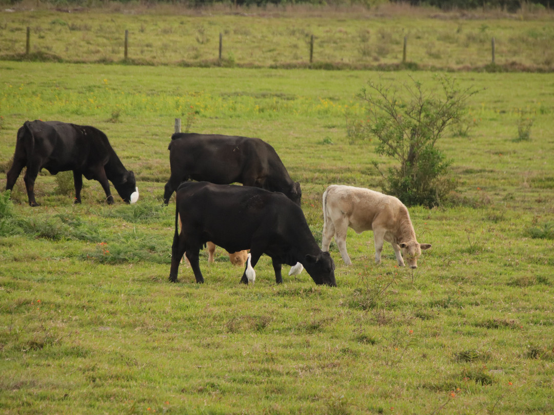 Sugar Express-克莱维斯顿必去景点