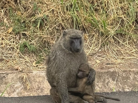 GIRAFFE SIGHTS AFRICA-坎帕拉必去景点
