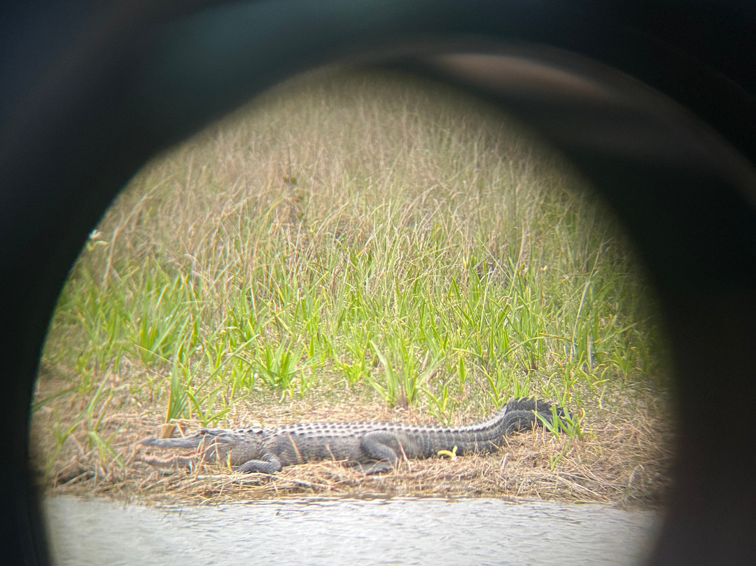Tour The Glades - Private Wildlife Tours-大沼泽地必去景点