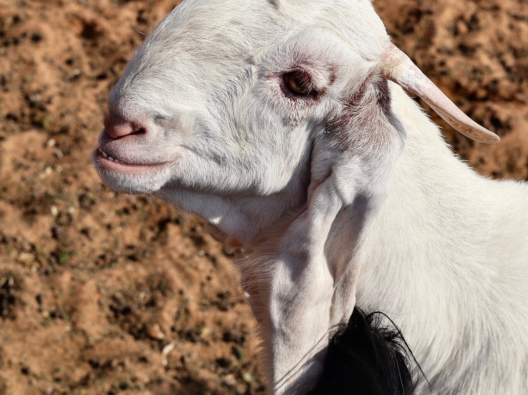 Emirates Bio Farm-阿布扎比酋长国必去景点