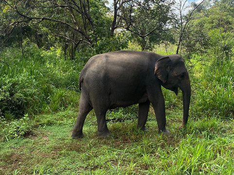 Nalin Jeep Safari-锡吉里亚必去景点