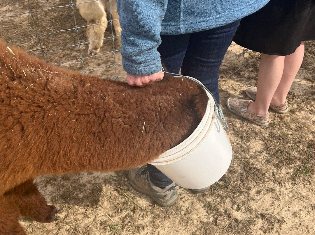 Misty Pond Alpaca Farm & Store-帕迪尤卡必去景点