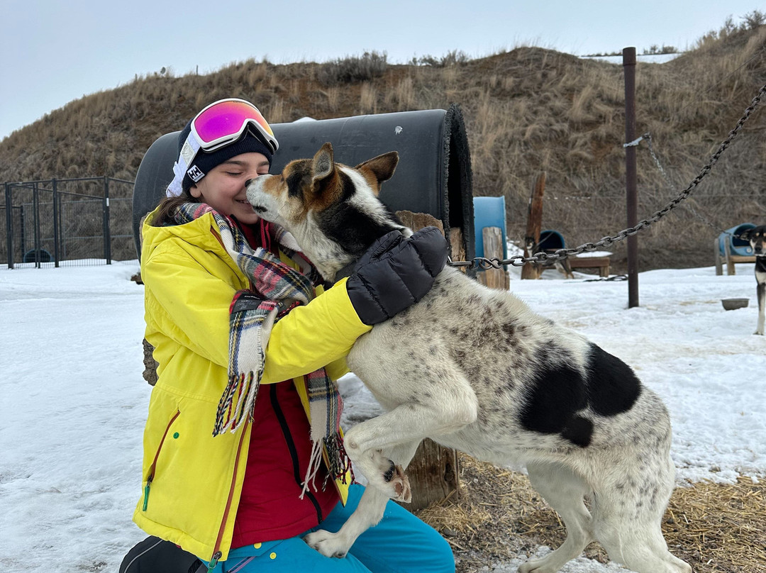 Grizzle-T Dog & Sled Works-斯廷博特斯普林斯必去景点