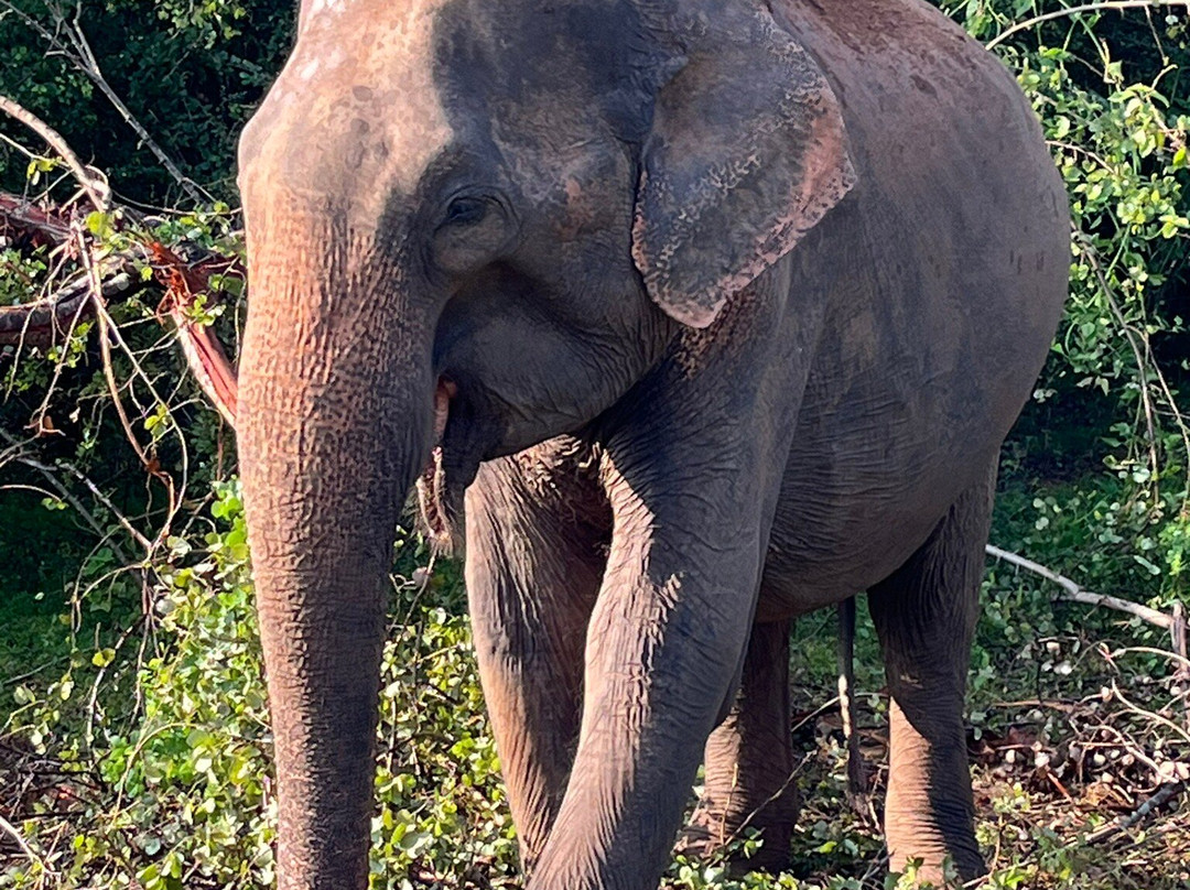 Udawalawe Lahiru Safari Guide Tours景点图片