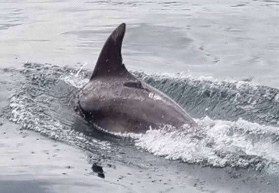 Ak Wildlife Cruises景点图片