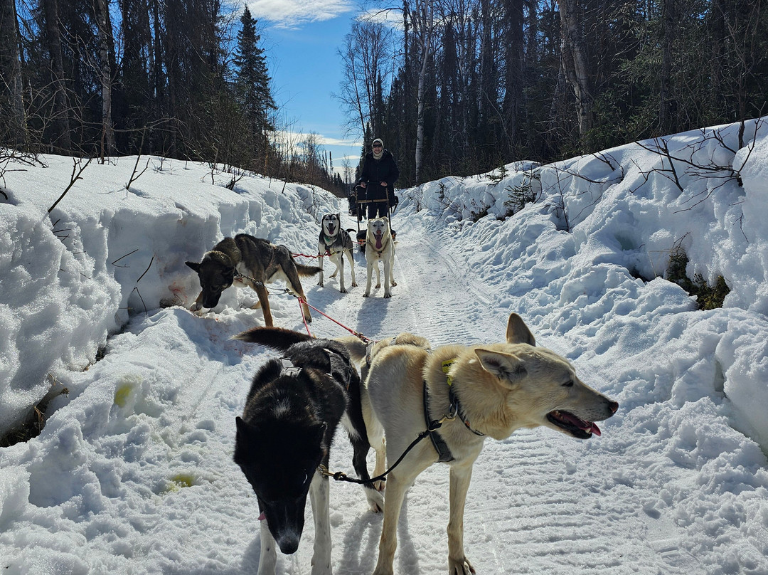 AK Sled Dog Tours-塔尔基特纳必去景点