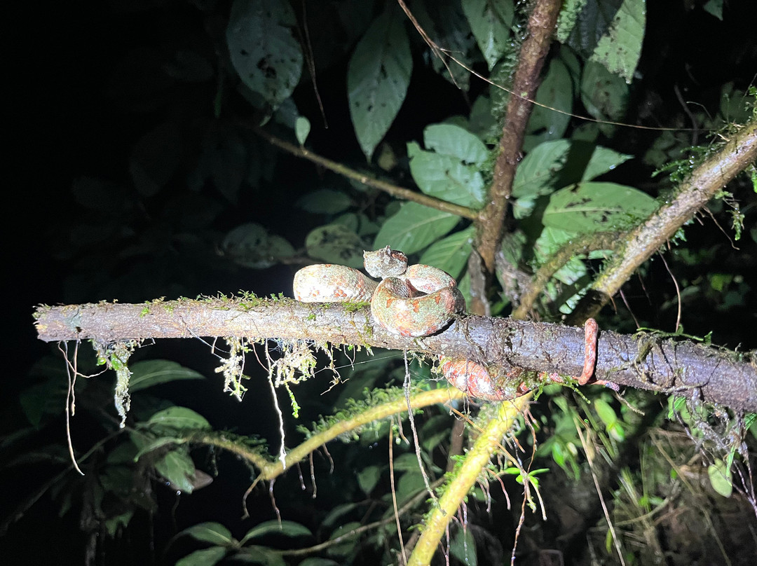 Jungle Night Walk景点图片