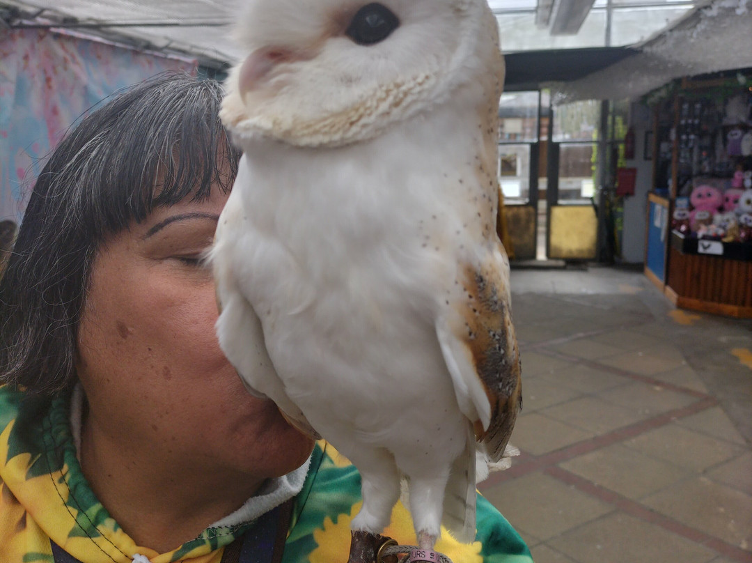 Jambs Owls景点图片