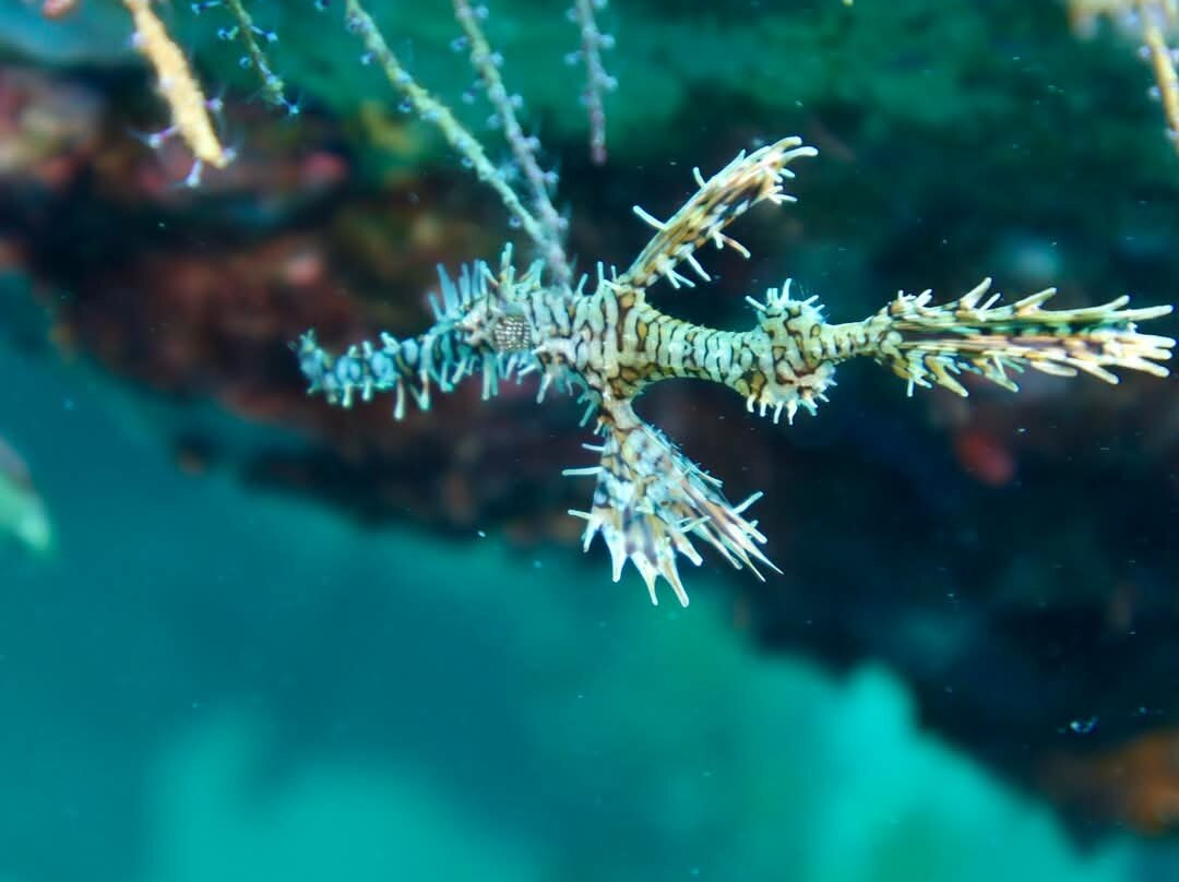 Phi Phi Dive Club - Day Tours-大皮皮岛必去景点