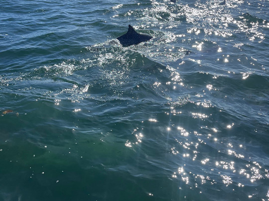 Kangaroo Island Marine Adventures-金斯科特必去景点