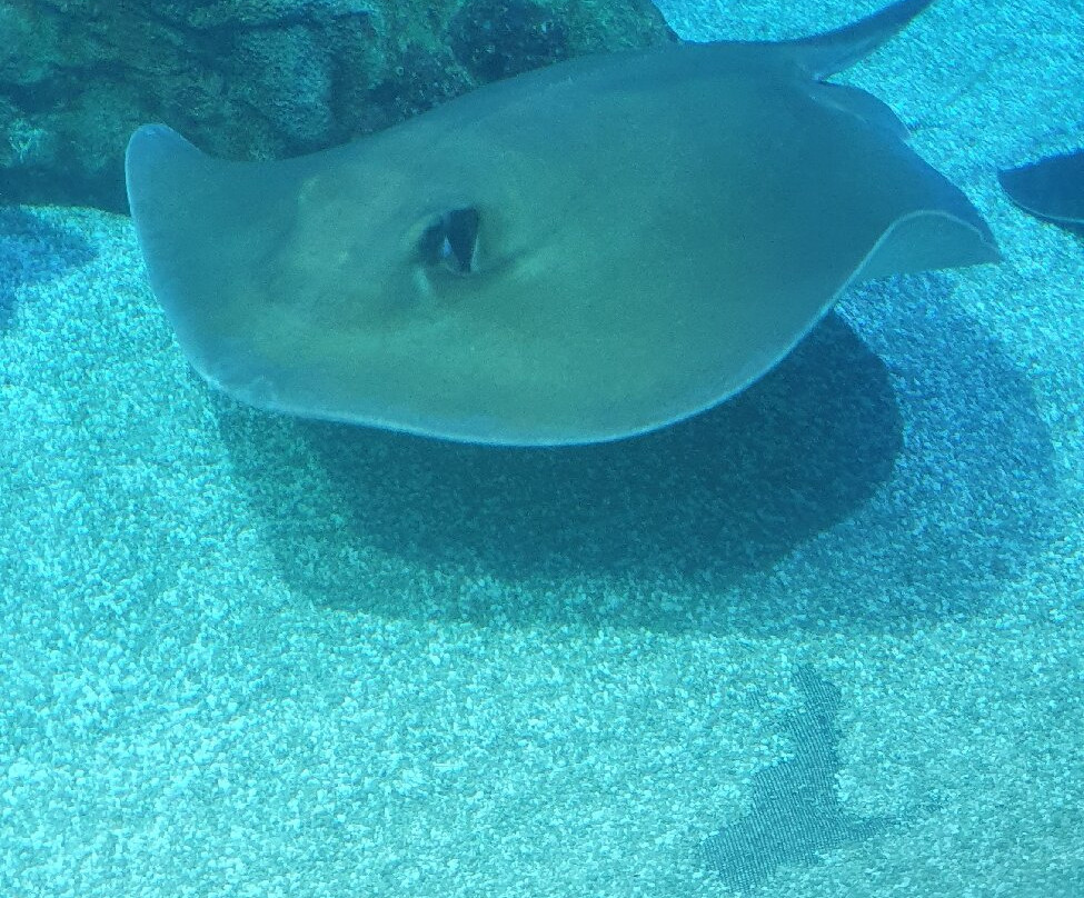 ABQ BioPark Aquarium-阿尔伯克基必去景点