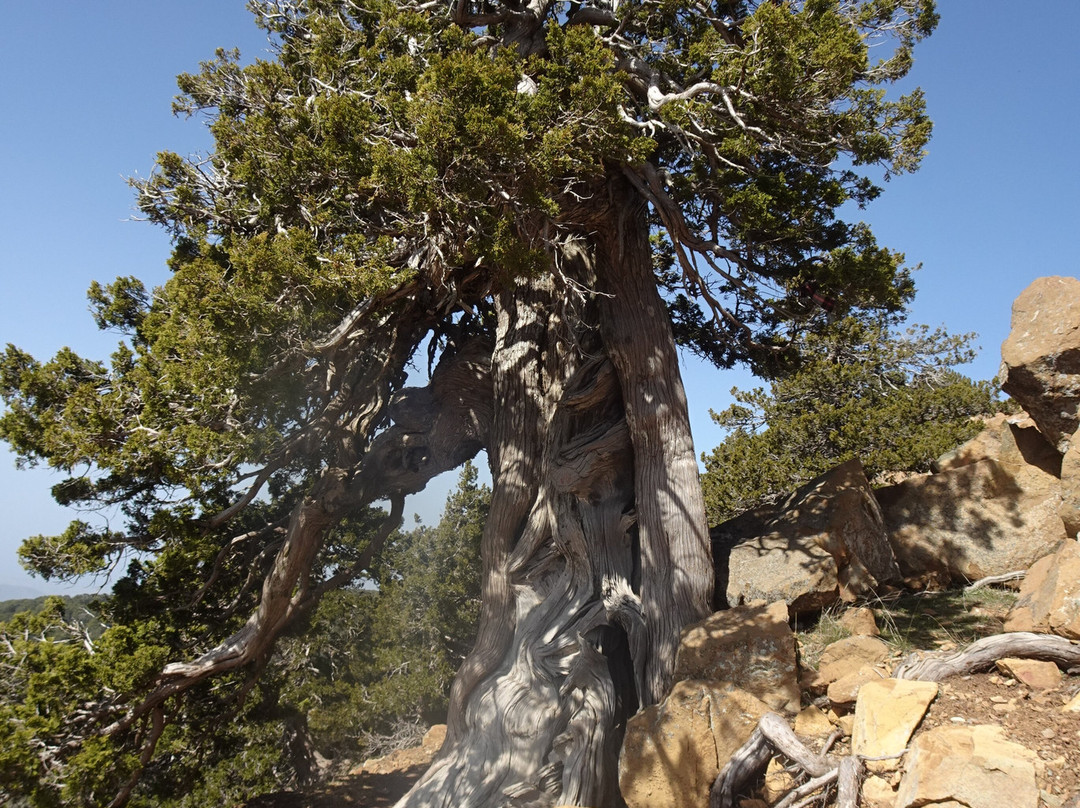 Artemis Nature Trail-特罗多斯必去景点