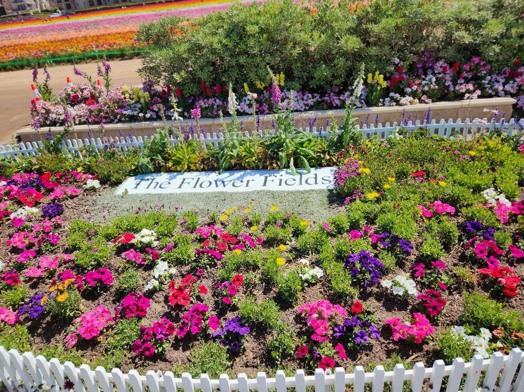 The Flower Fields at Carlsbad Ranch-卡尔斯巴德必去景点