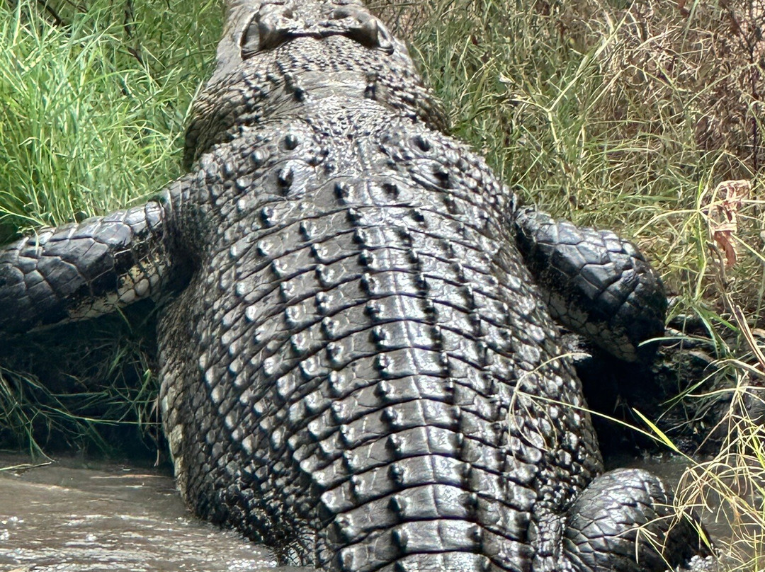 Billabong Sanctuary-汤斯维尔必去景点