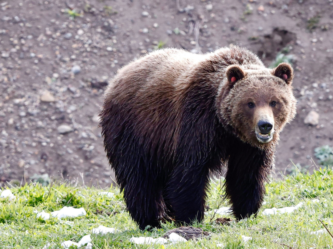 Yellowstone Insight - Day Tours-加德纳必去景点