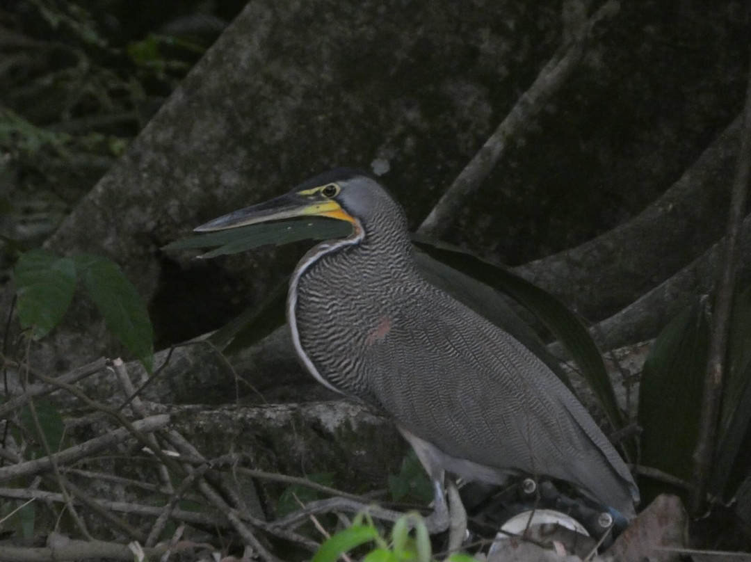 Hotel Fuego del Sol Beachfront Hotel主图