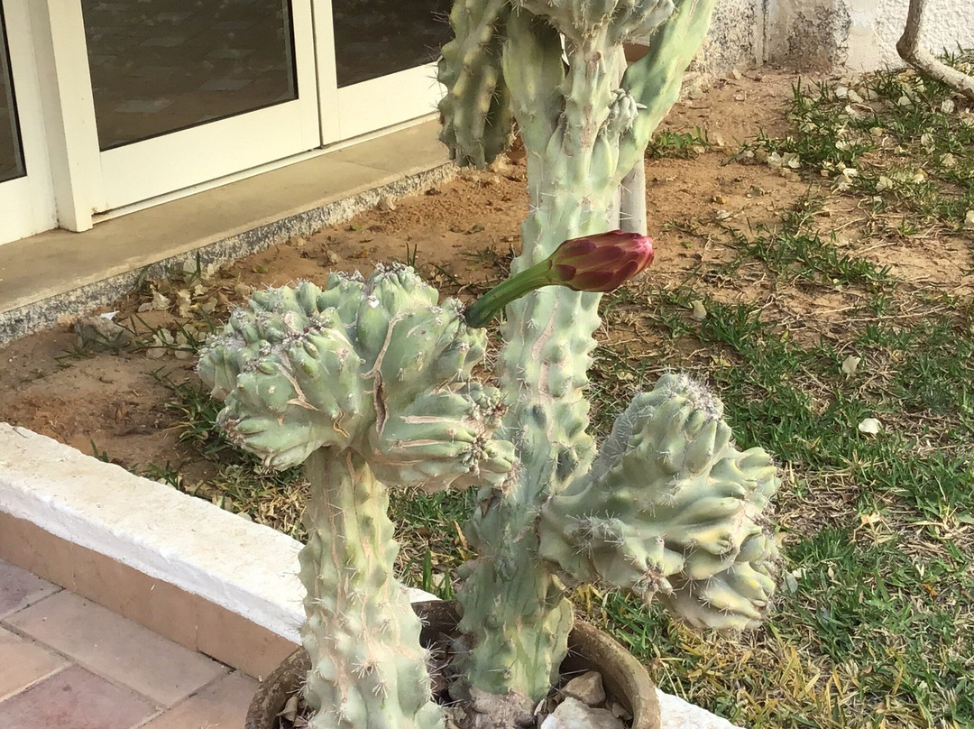 Hotel Al Jazira主图