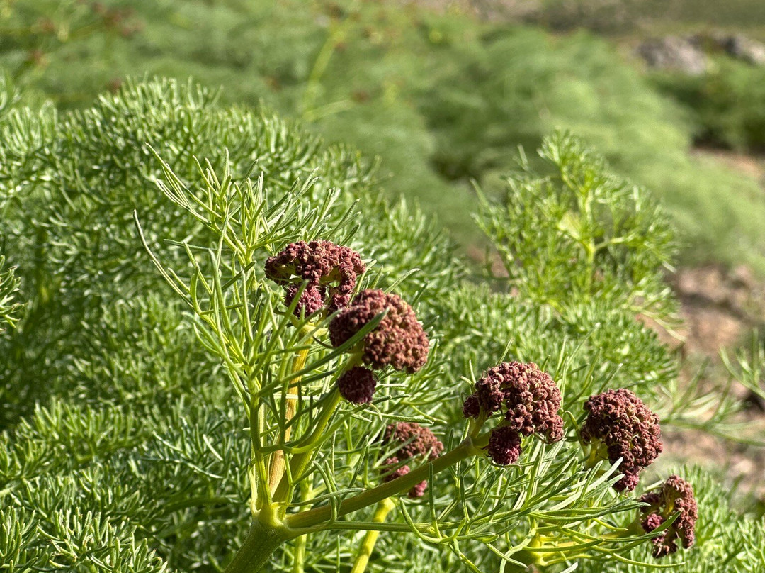 Halgurd Mountain-Erbil必去景点