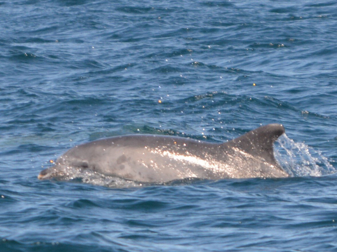 Bolhas Tours-塞新布拉必去景点