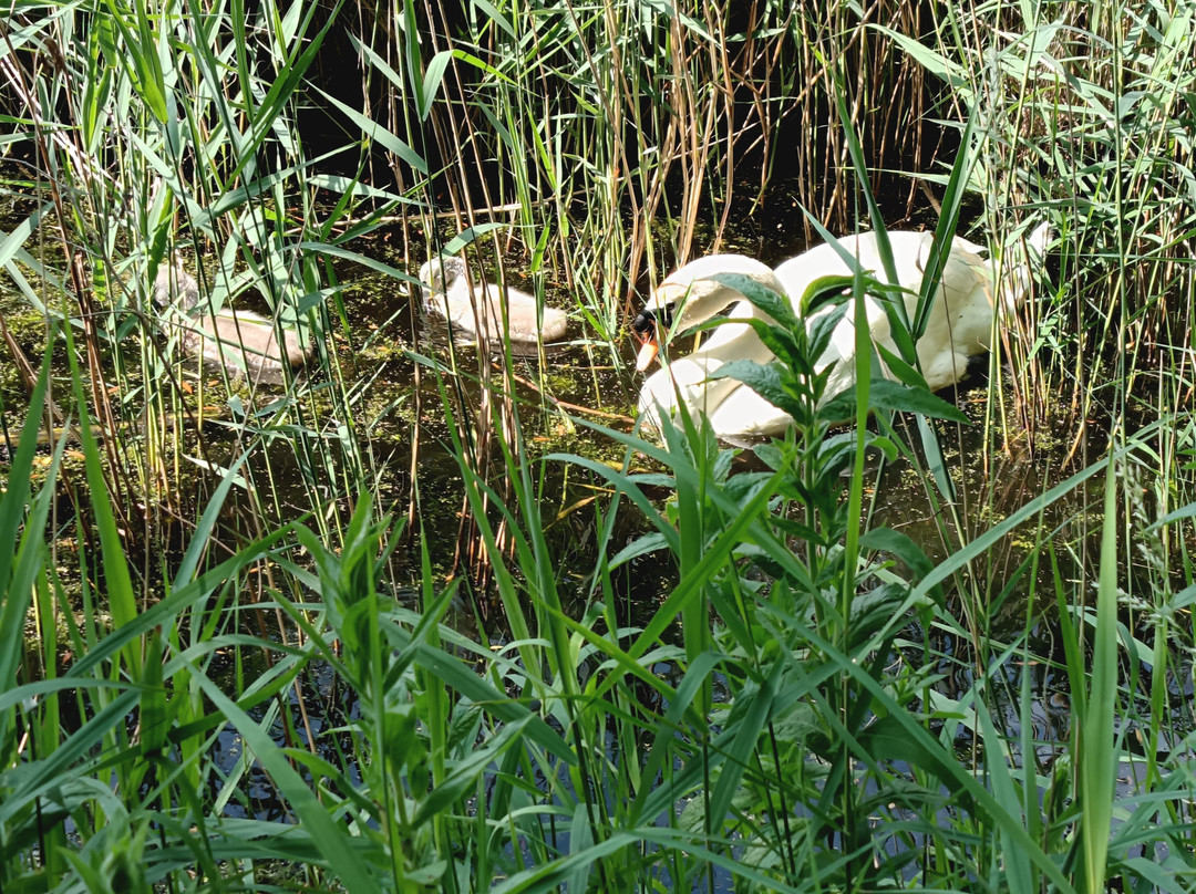 Reedham Ferry Touring Park-诺威奇必去景点