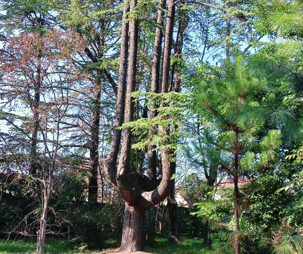 Southern Cultures Park-艾德勒必去景点