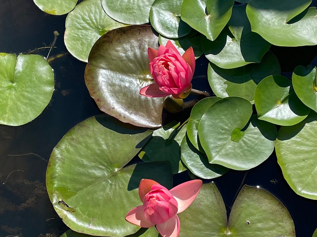 Les Jardins D'eau景点图片