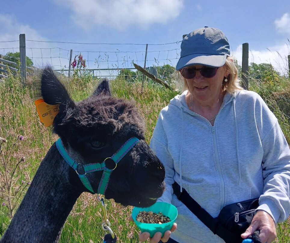 Antur Alpaca At Geufron Farm景点图片