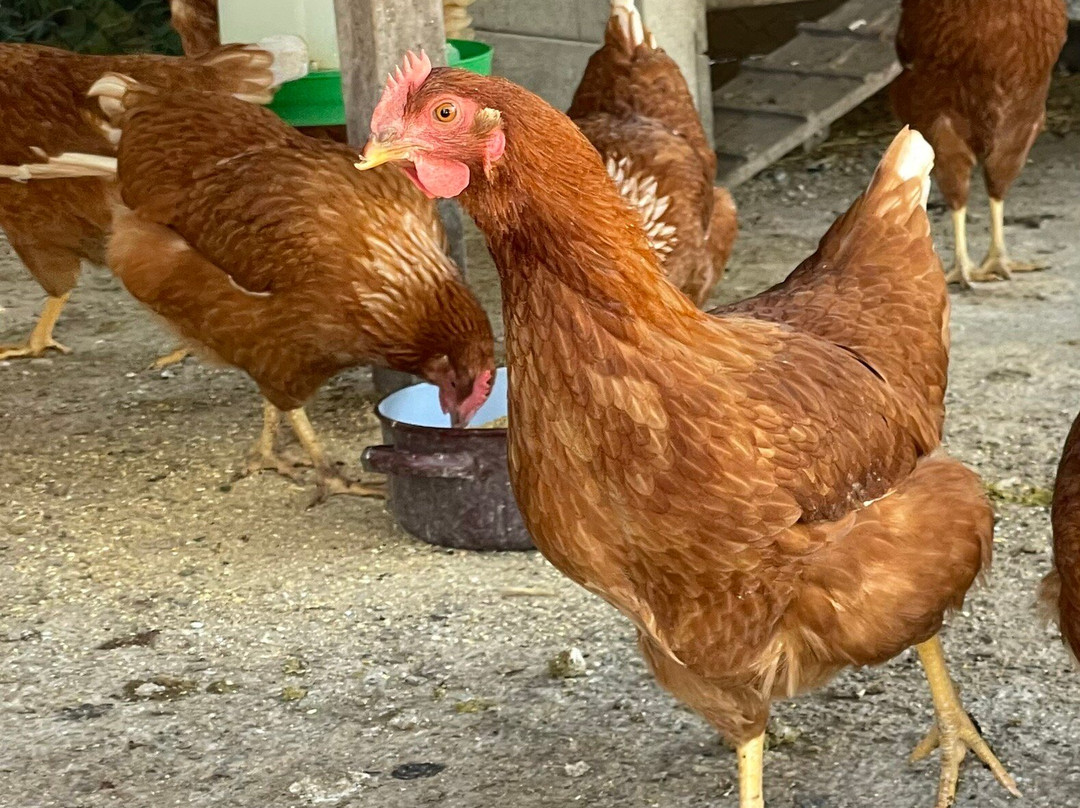 Hotel Mas Rabiol主图