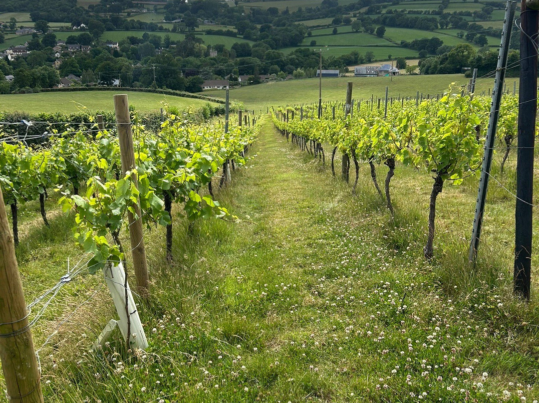 Dalwood Vineyard-Dalwood必去景点