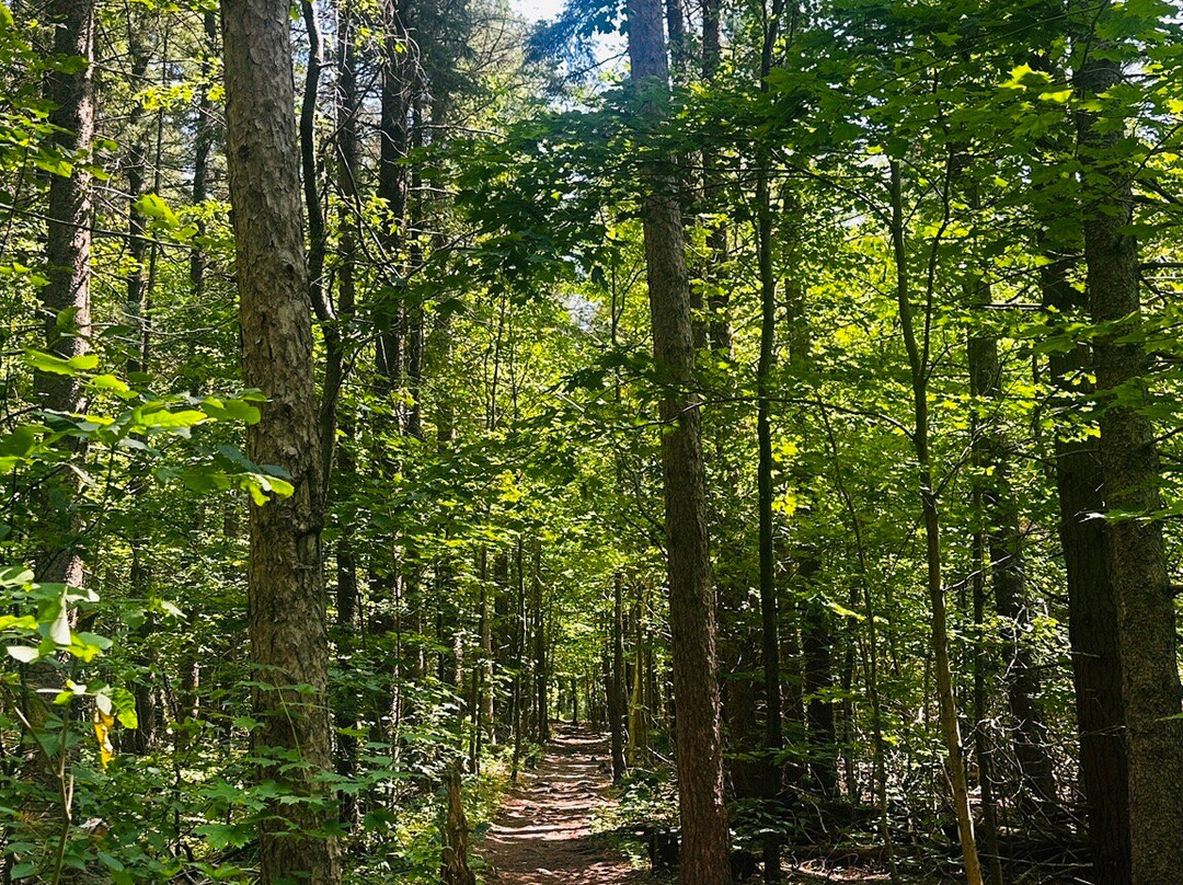 Loree Forest Loop-蓝山必去景点