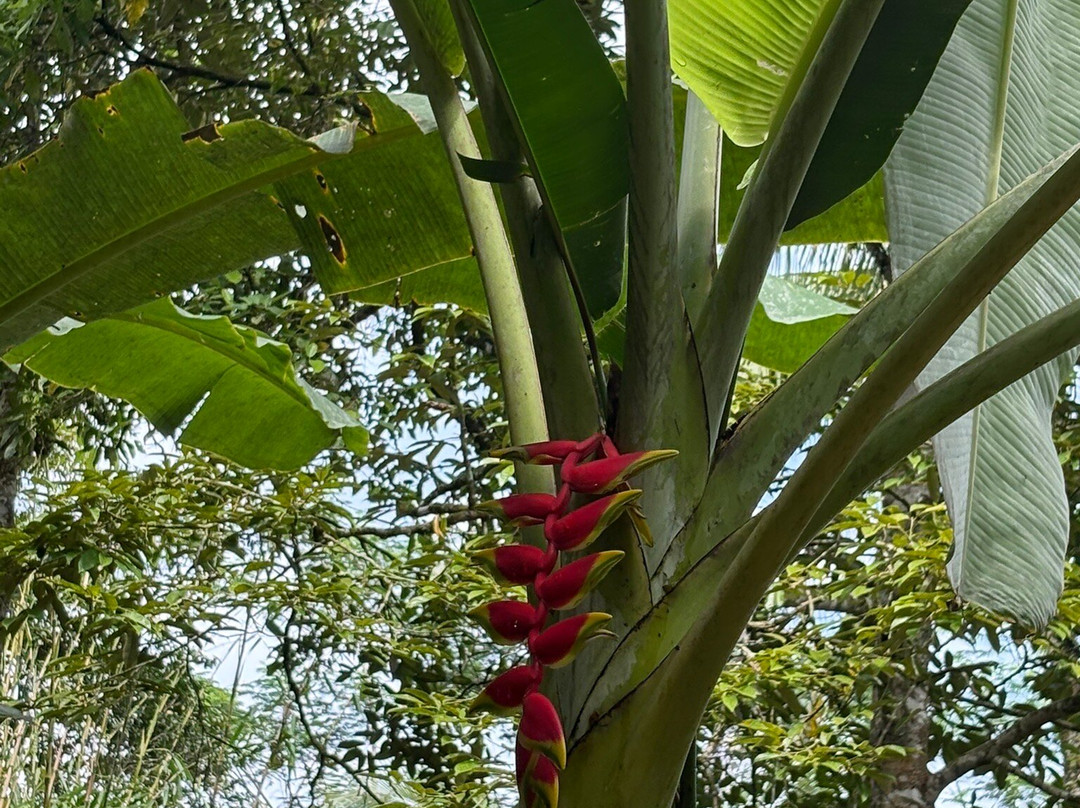 Bali Sesandan Garden主图