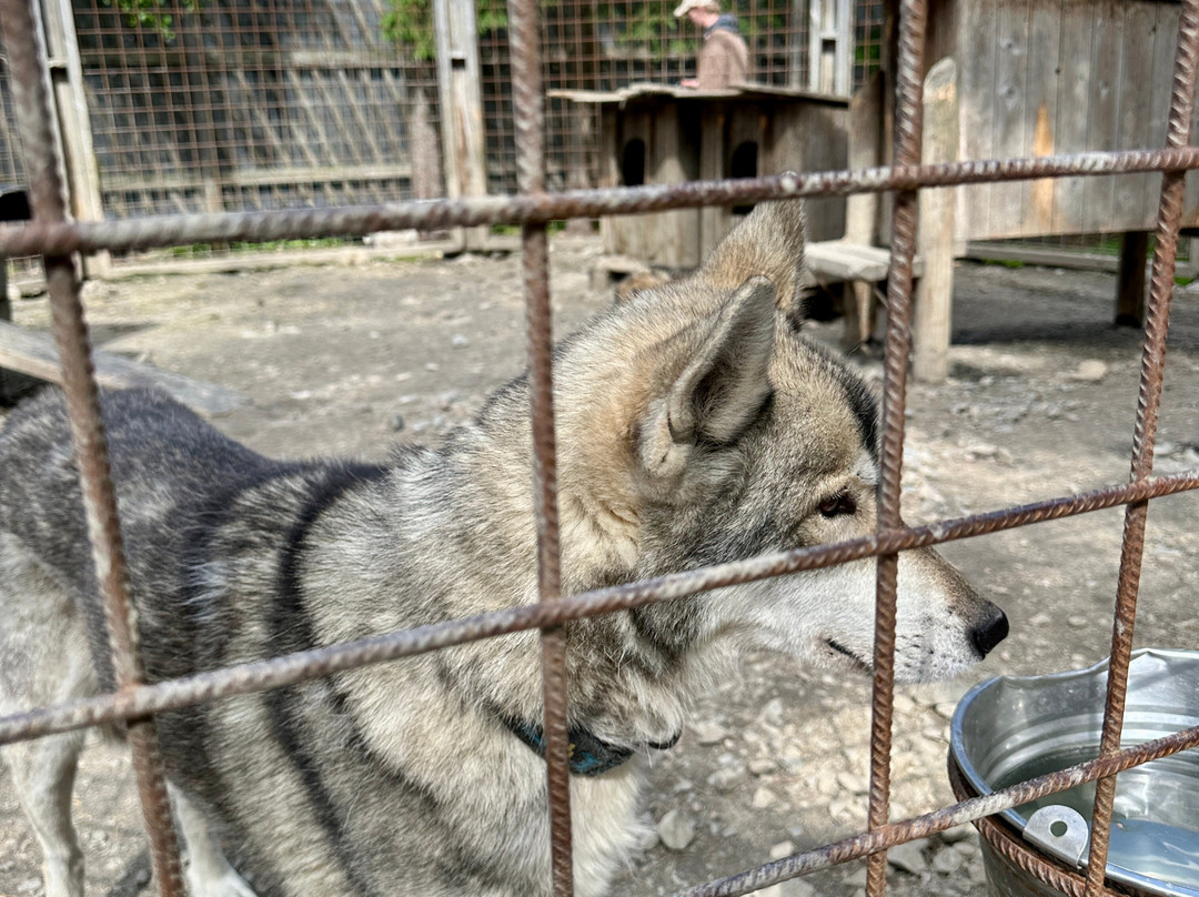 Arctic Circle Husky Park-罗瓦涅米必去景点