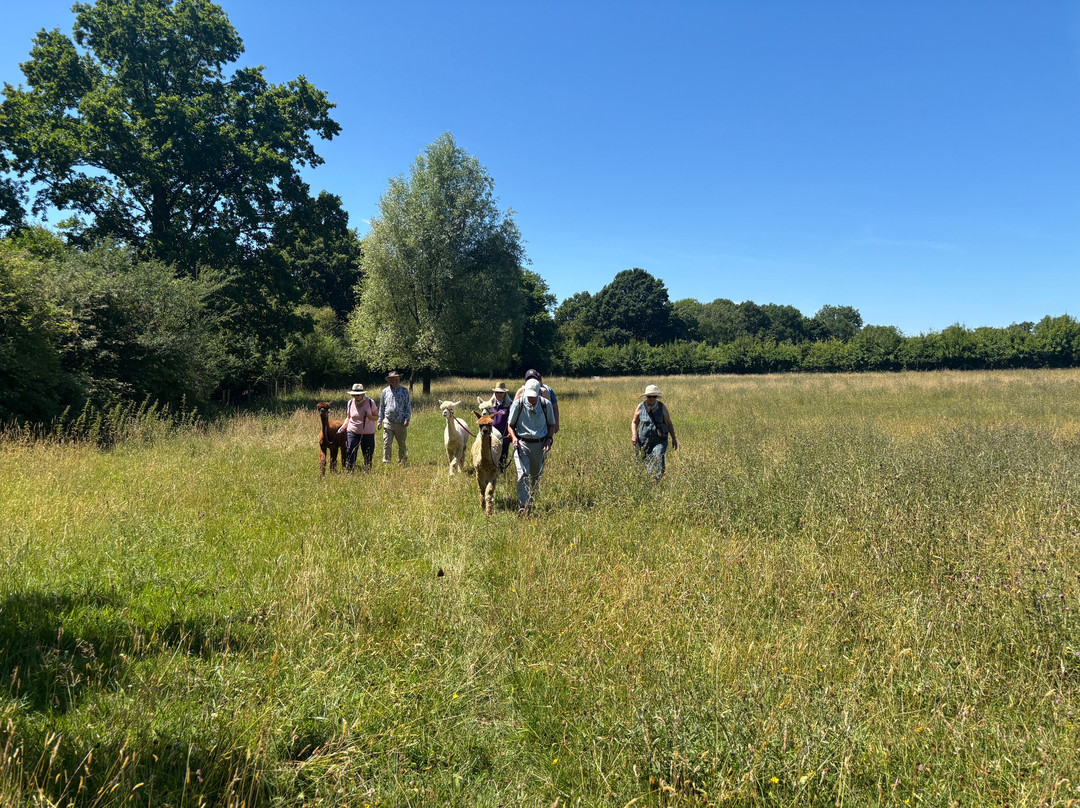 Alpaca Walking - With Spring Farm Alpacas-Fletching必去景点