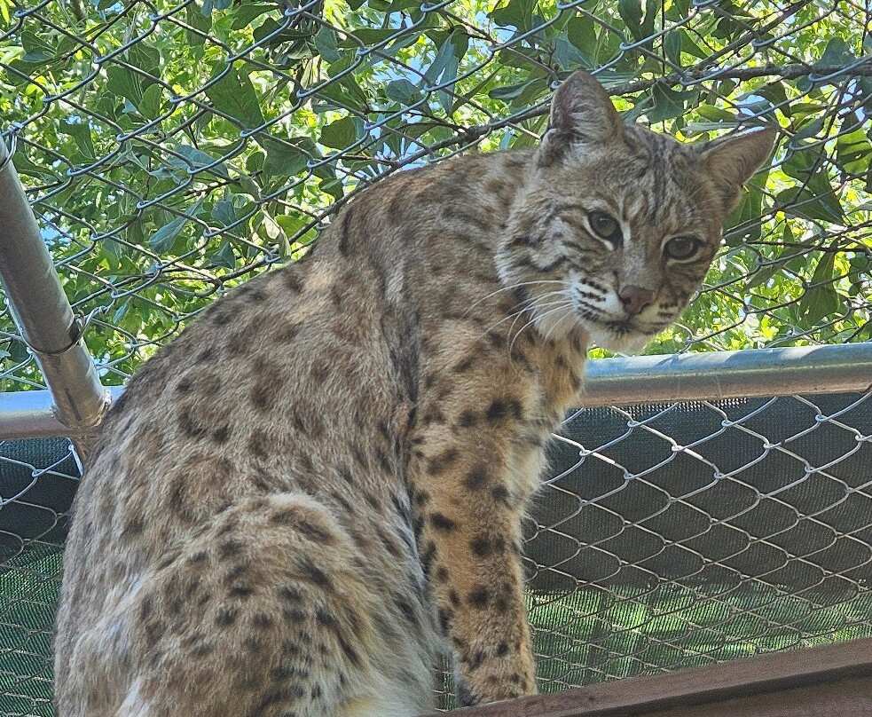 Bear Creek Feline Center-巴拿马城必去景点