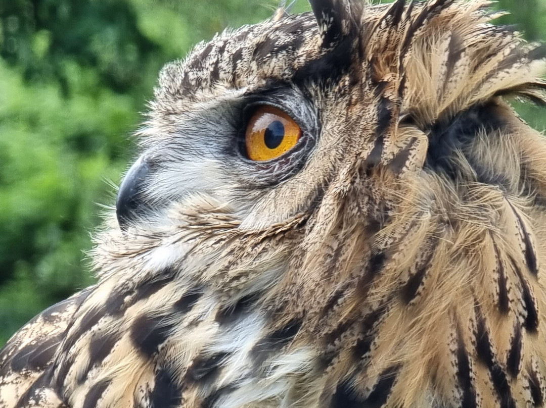 Shieldaig Falconry-盖尔洛赫必去景点
