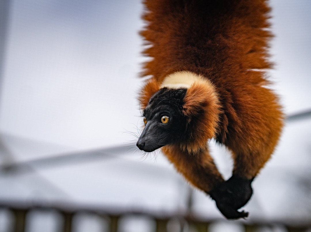 Zoo de Bordeaux Pessac-Pessac必去景点