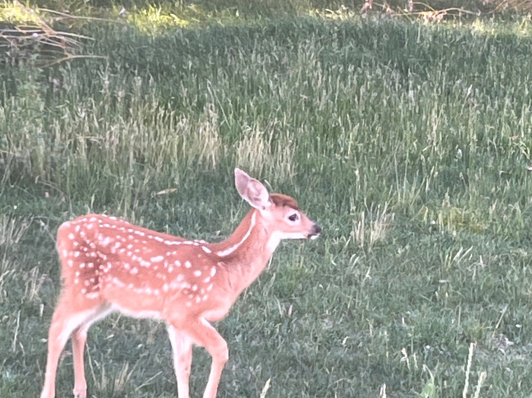 Flamingo Motel主图