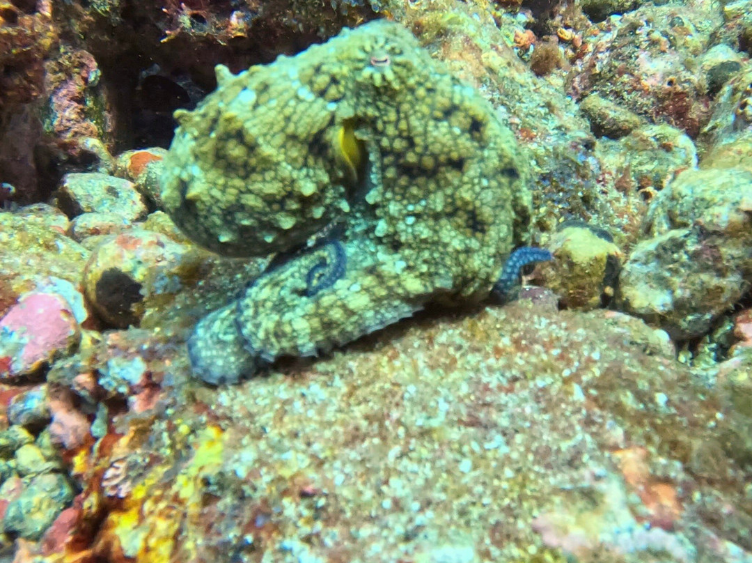 Uncharted Diving Expeditions-Playa Flamingo必去景点