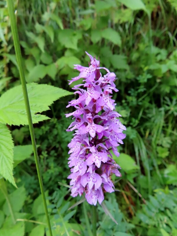 Monte Migogn-罗卡皮耶托雷必去景点