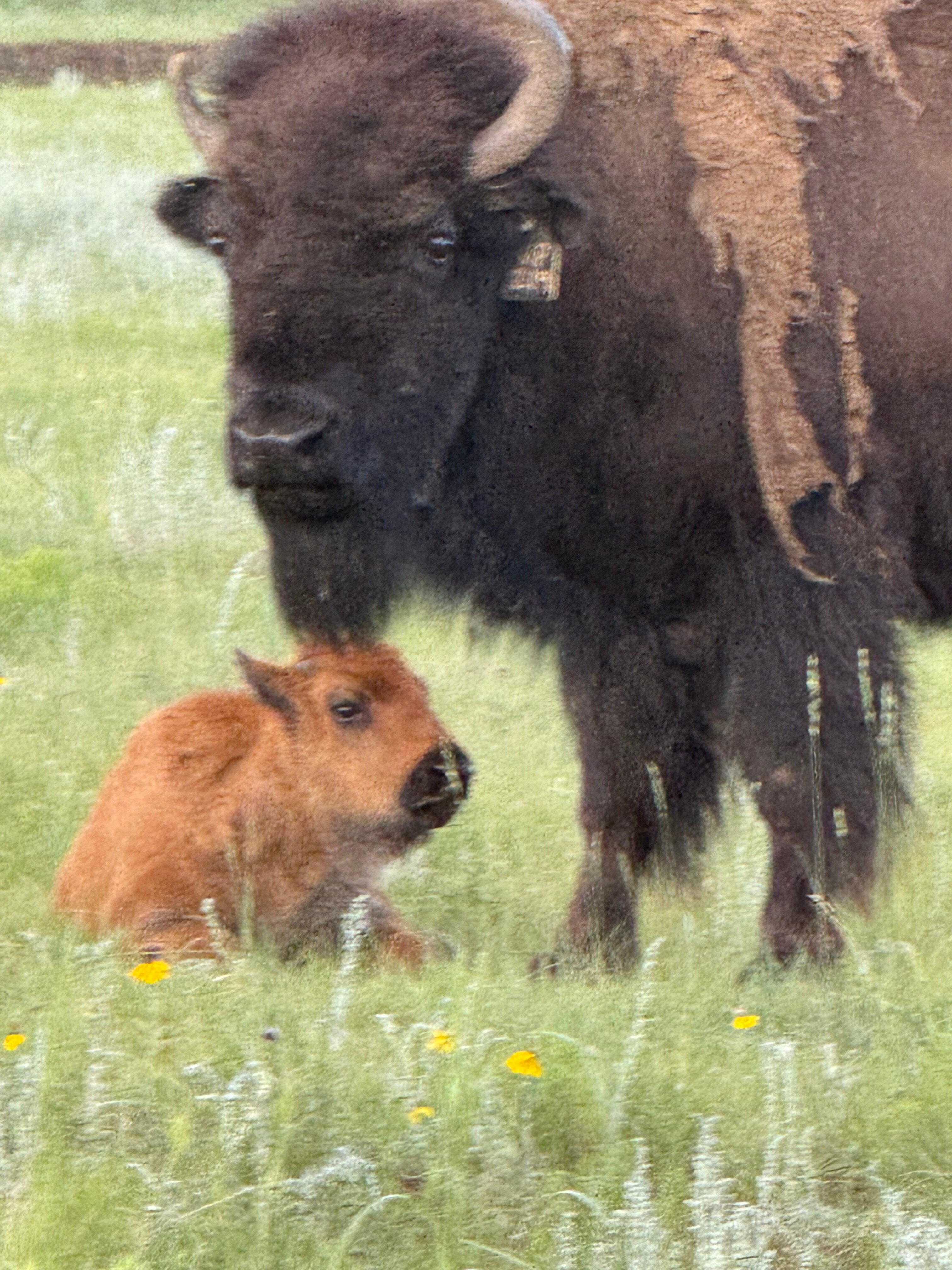 Vermejo, A Ted Turner Reserve-官方