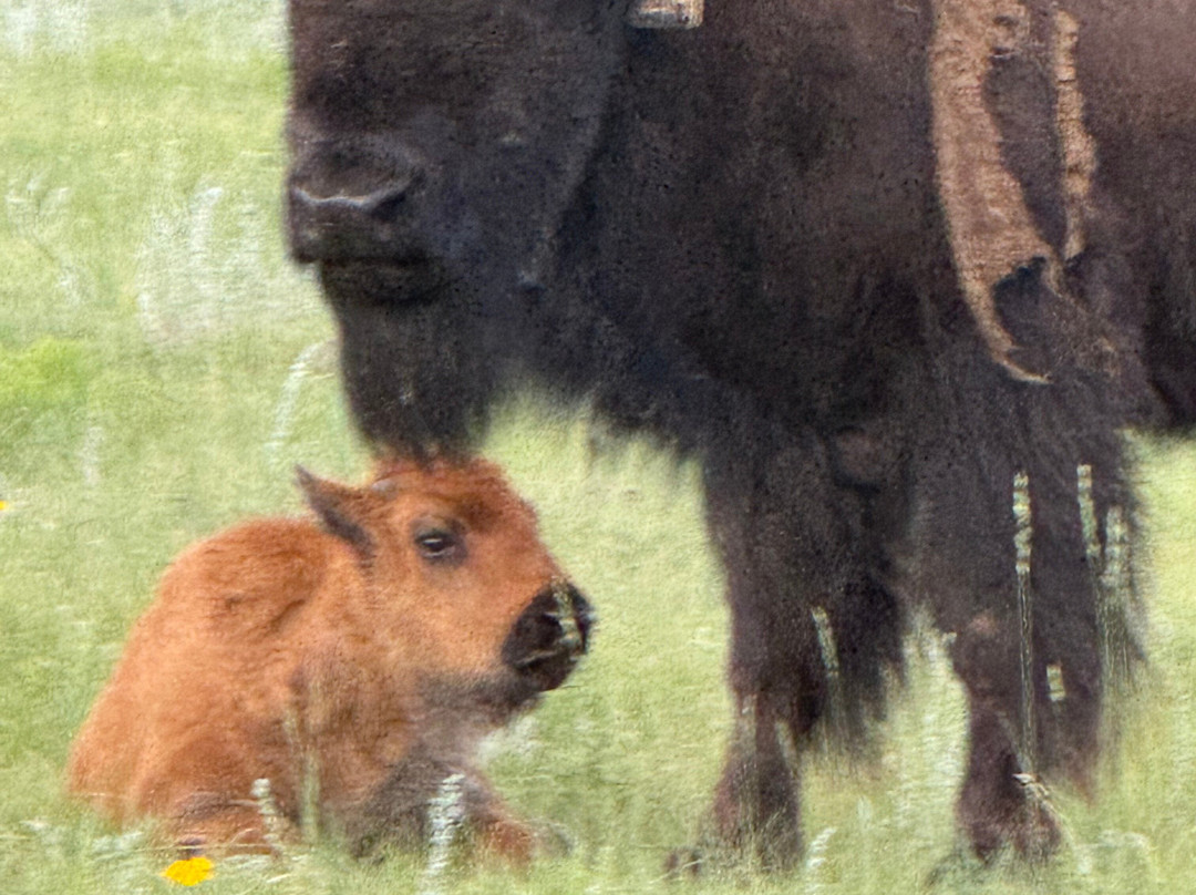 Vermejo, A Ted Turner Reserve主图