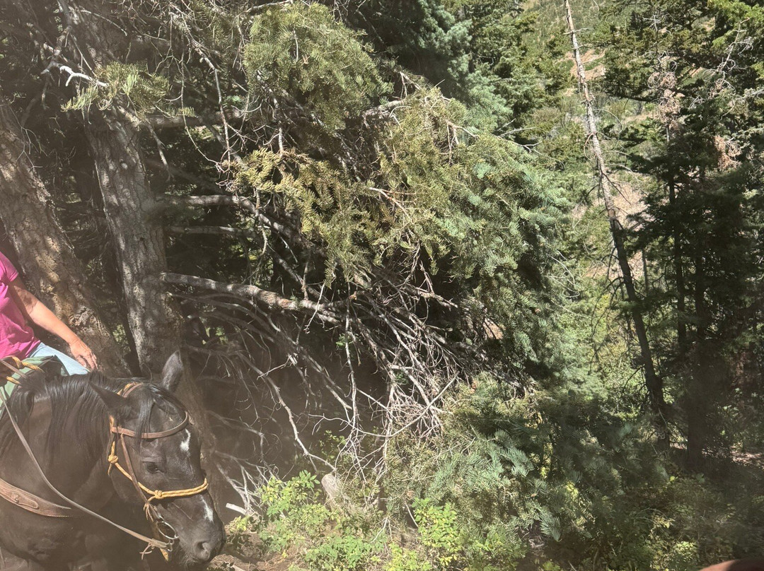 Red Pine Adventures-帕克城必去景点